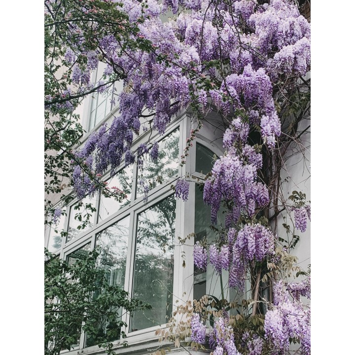 Wisteria Floribunda 'Naga Noda' - Purple Rain - Ø15Cm - ↕65Cm