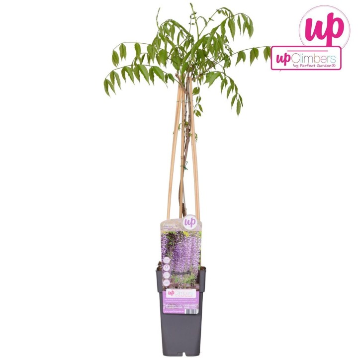 Wisteria Floribunda 'Naga Noda' - Purple Rain - Ø15Cm - ↕65Cm