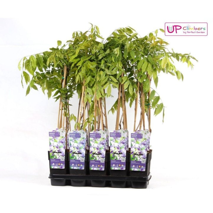 Wisteria Floribunda 'Naga Noda' - Purple Rain - Ø15Cm - ↕65Cm