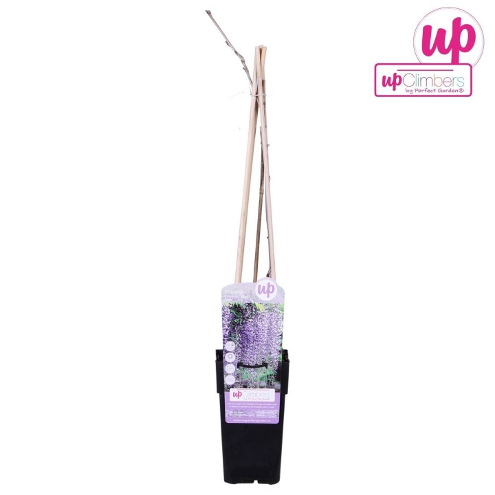 Wisteria Floribunda 'Naga Noda' - Purple Rain - Ø15Cm - ↕65Cm