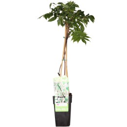 Wisteria Floribunda 'Longissima Alba' - White Rain - Ø15Cm - ↕65Cm