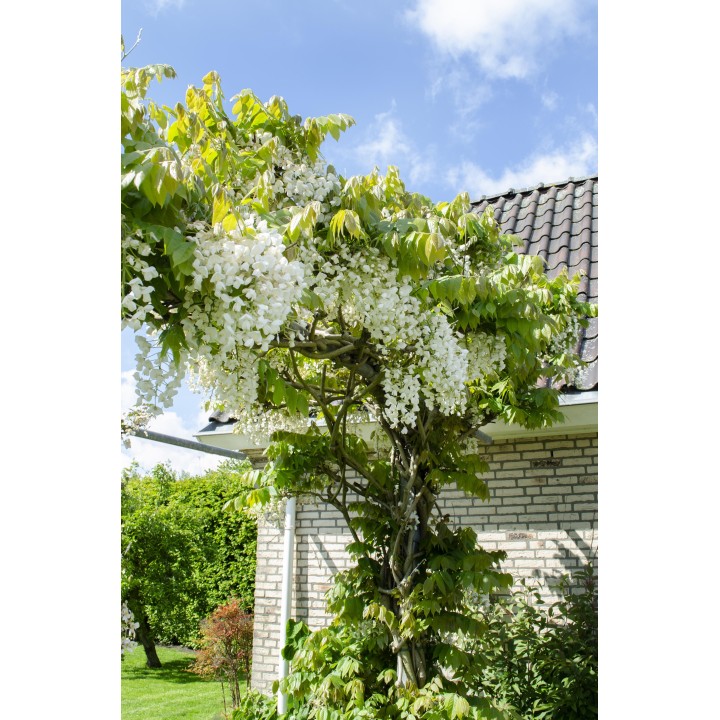 Wisteria Floribunda 'Longissima Alba' - White Rain - Ø15Cm - ↕65Cm