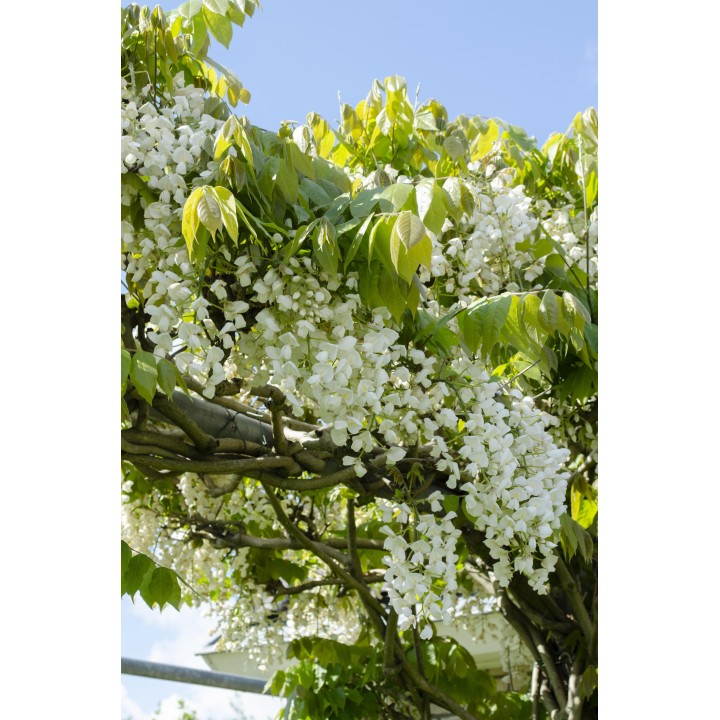 Wisteria Floribunda 'Longissima Alba' - White Rain - Ø15Cm - ↕65Cm
