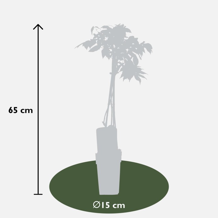 Wisteria Floribunda 'Longissima Alba' - White Rain - Ø15Cm - ↕65Cm