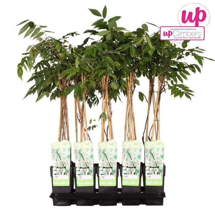 Wisteria Floribunda 'Longissima Alba' - White Rain - Ø15Cm - ↕65Cm