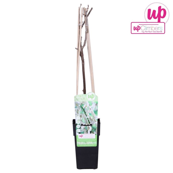 Wisteria Floribunda 'Longissima Alba' - White Rain - Ø15Cm - ↕65Cm