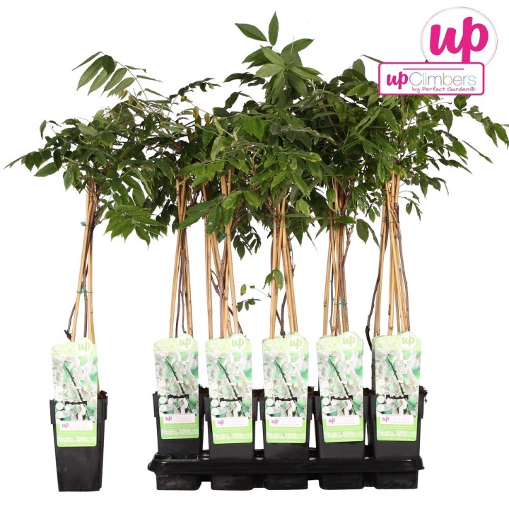 Wisteria Floribunda 'Longissima Alba' - White Rain - Ø15Cm - ↕65Cm