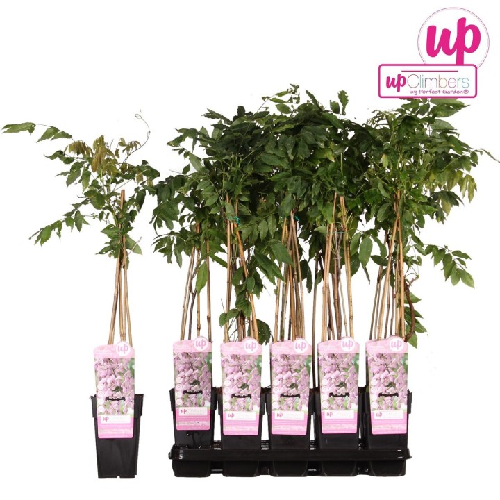 Wisteria Floribunda 'Rosea' - Rosa Regen - Ø15Cm - ↕65Cm