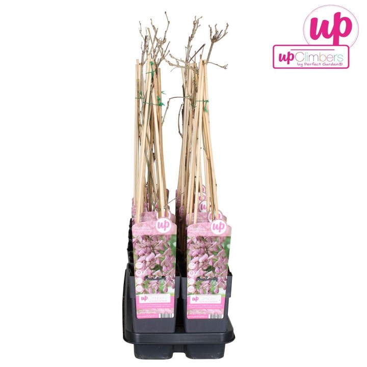 Wisteria Floribunda 'Rosea' - Rosa Regen - Ø15Cm - ↕65Cm