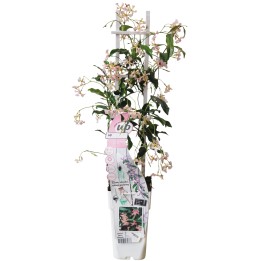 Trachelospermum 'Star Of Ibiza' - Tuscan Jasmine Pink - Ø15Cm - ↕65Cm