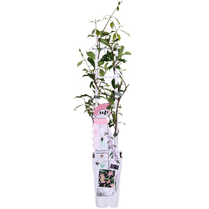 Trachelospermum 'Star Of Ibiza' - Tuscan Jasmine Pink - Ø15Cm - ↕65Cm