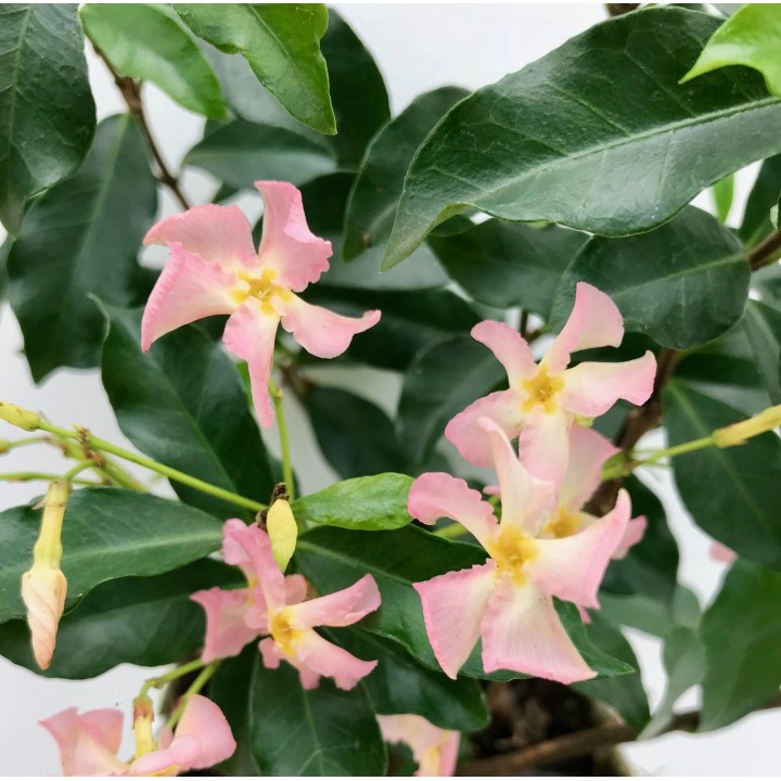 Trachelospermum 'Star Of Ibiza' - Tuscan Jasmine Pink - Ø15Cm - ↕65Cm