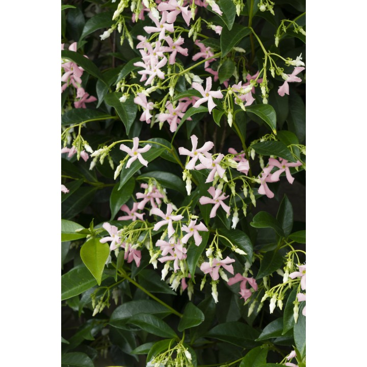 Trachelospermum 'Star Of Ibiza' - Tuscan Jasmine Pink - Ø15Cm - ↕65Cm