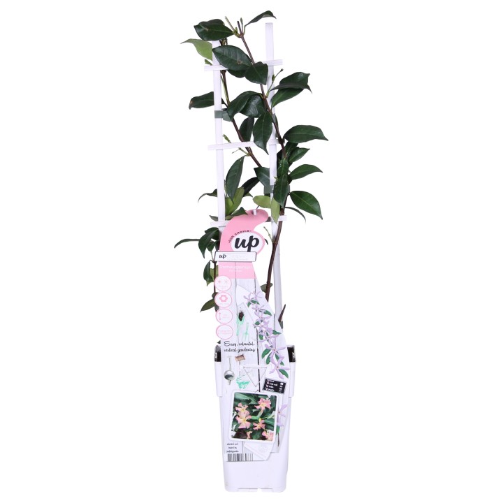 Trachelospermum 'Star Of Ibiza' - Tuscan Jasmine Pink - Ø15Cm - ↕65Cm