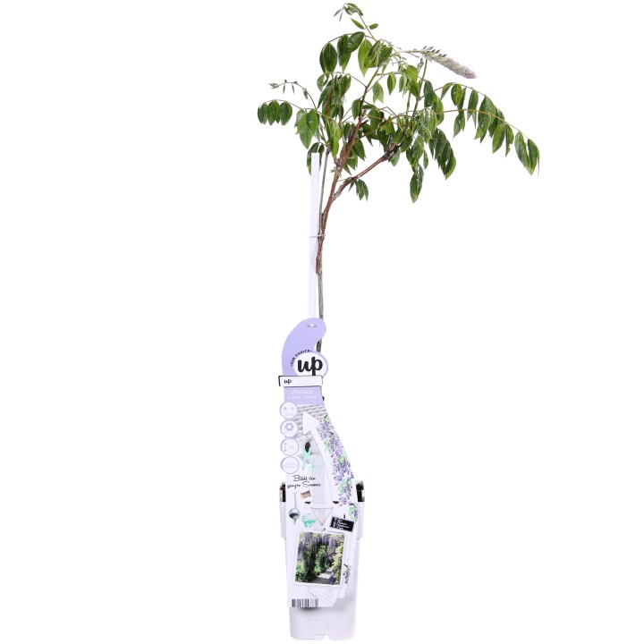Wisteria Sinensis Caroline - Purple Rain - Ø15Cm - ↕65Cm
