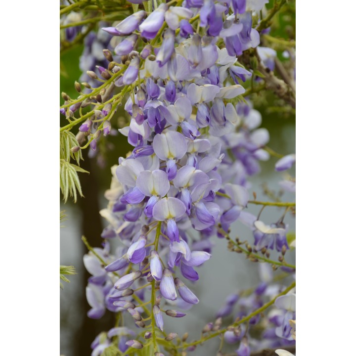 Wisteria Sinensis Caroline - Purple Rain - Ø15Cm - ↕65Cm