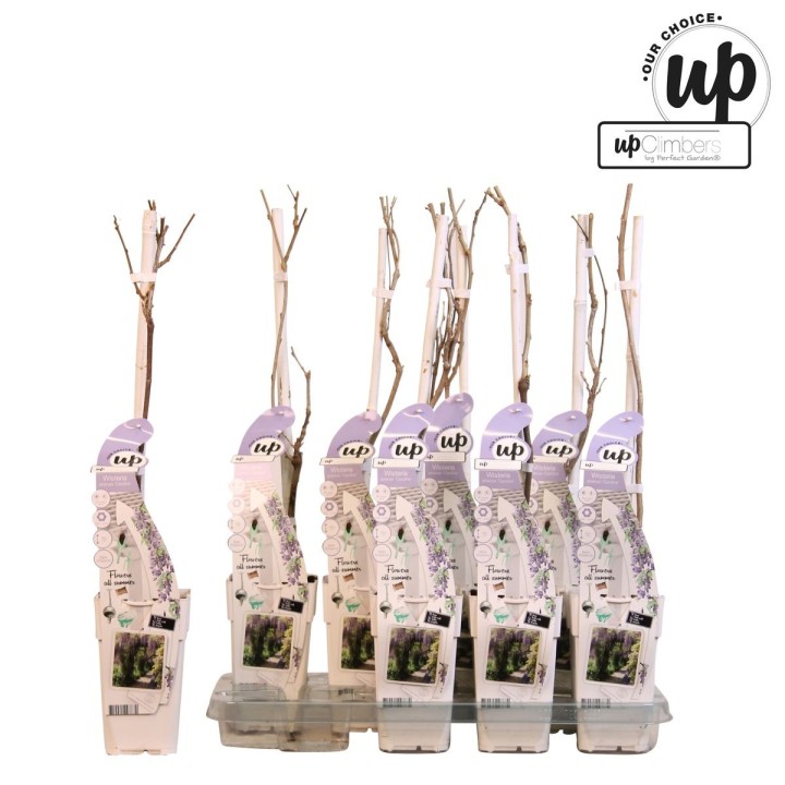 Wisteria Sinensis Caroline - Purple Rain - Ø15Cm - ↕65Cm