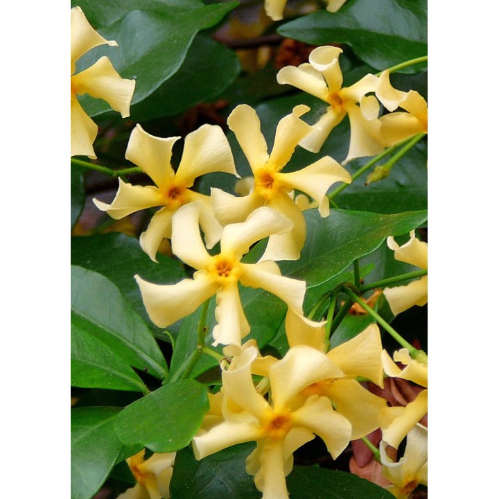 Trachelospermum 'Star Of Toscana' - Tuscan Jasmine Yellow - Ø15Cm - ↕65Cm