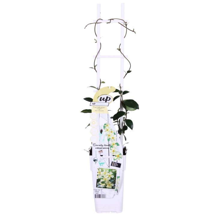 Trachelospermum 'Star Of Toscana' - Tuscan Jasmine Yellow - Ø15Cm - ↕65Cm