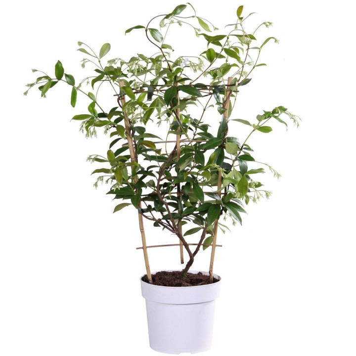 Trachelospermum 'Star Of Toscana' - Tuscan Jasmine Yellow - Ø15Cm - ↕65Cm