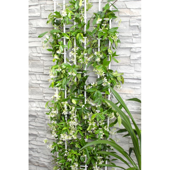 Trachelospermum 'Star Of Venice' - Tuscan Jasmine White - Ø15Cm - ↕65Cm