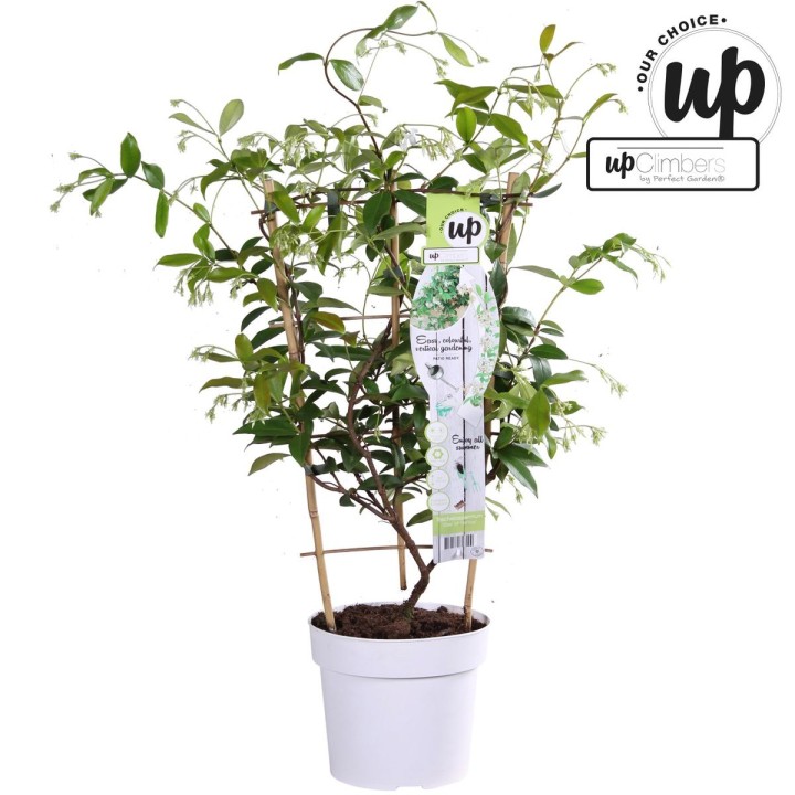 Trachelospermum 'Star Of Venice' - Tuscan Jasmine White - Ø15Cm - ↕65Cm