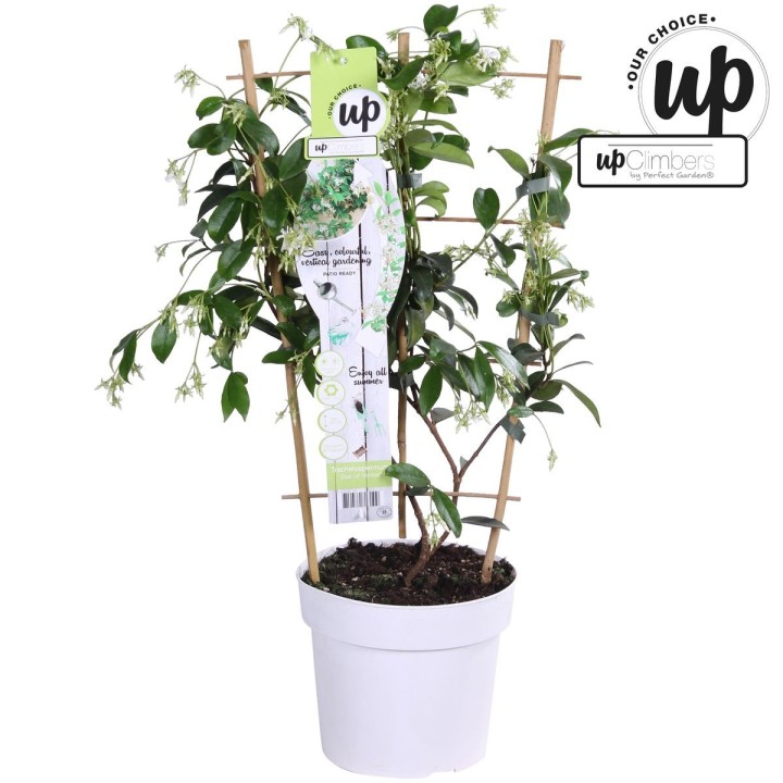 Trachelospermum 'Star Of Venice' - Tuscan Jasmine White - Ø15Cm - ↕65Cm