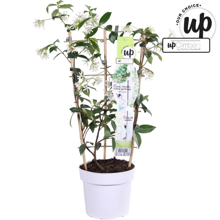 Trachelospermum 'Star Of Venice' - Tuscan Jasmine White - Ø15Cm - ↕65Cm