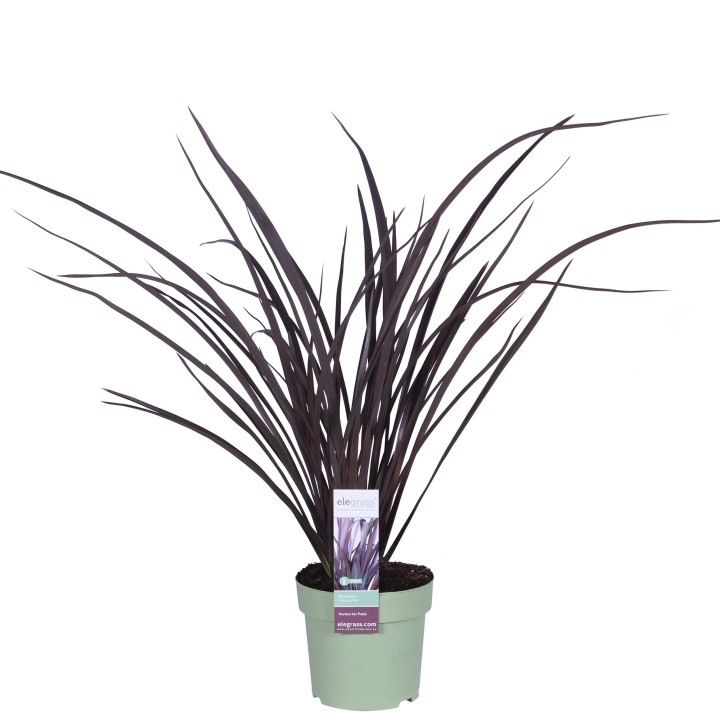 Phormium 'Rubra Nana' - Ø14Cm - ↕50Cm