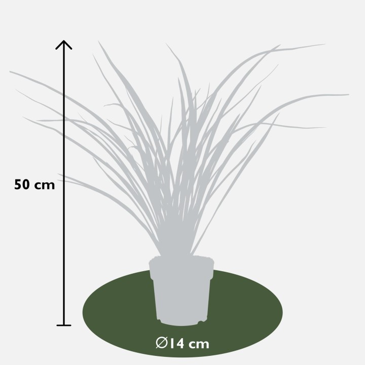 Phormium 'Rubra Nana' - Ø14Cm - ↕50Cm