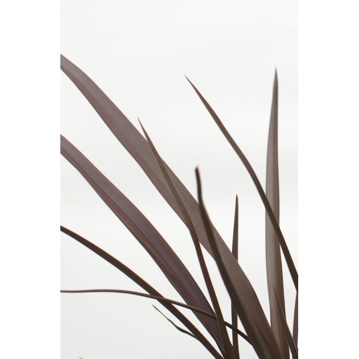 Phormium 'Rubra Nana' - Ø14Cm - ↕50Cm