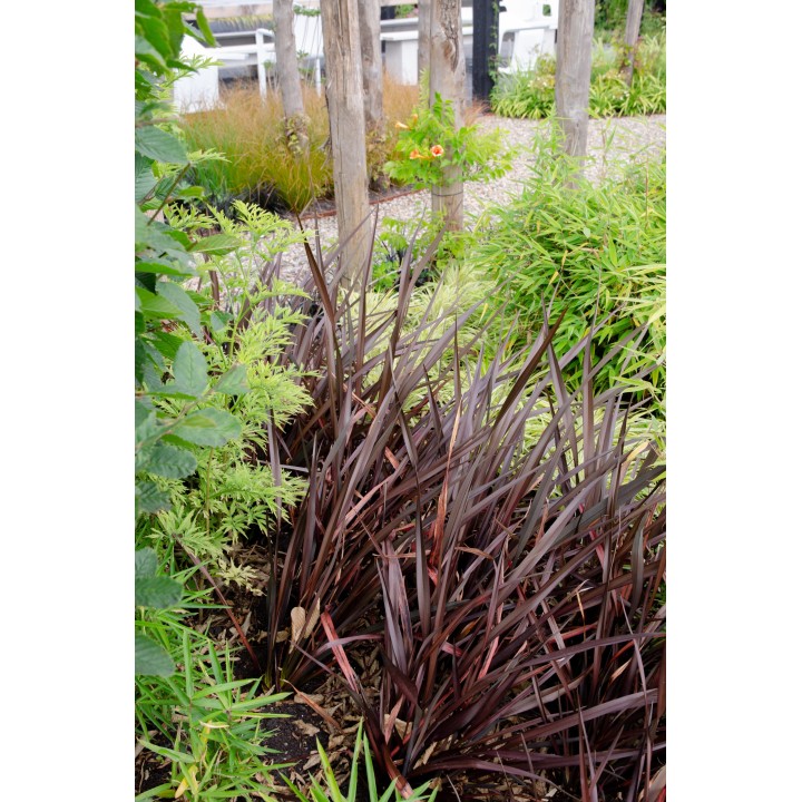 Phormium 'Rubra Nana' - Ø14Cm - ↕50Cm