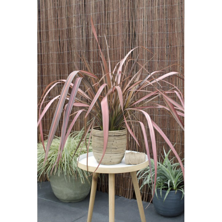 Phormium 'Pink Flamingo' - Ø14Cm - ↕50Cm
