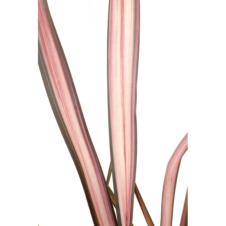 Phormium 'Pink Flamingo' - Ø14Cm - ↕50Cm