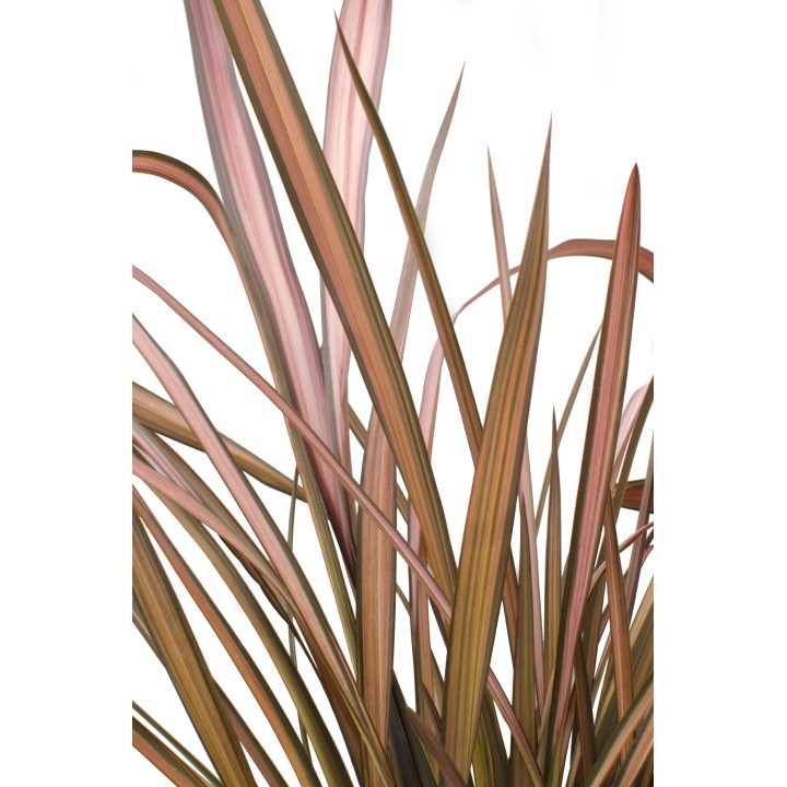 Phormium 'Pink Flamingo' - Ø14Cm - ↕50Cm