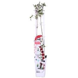 Clematis Nubia - Clematis Evison Red - Ø15Cm - ↕65Cm