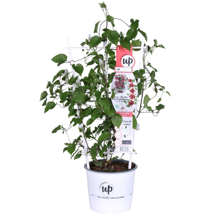 Clematis Nubia - Clematis Evison Red - Ø15Cm - ↕65Cm