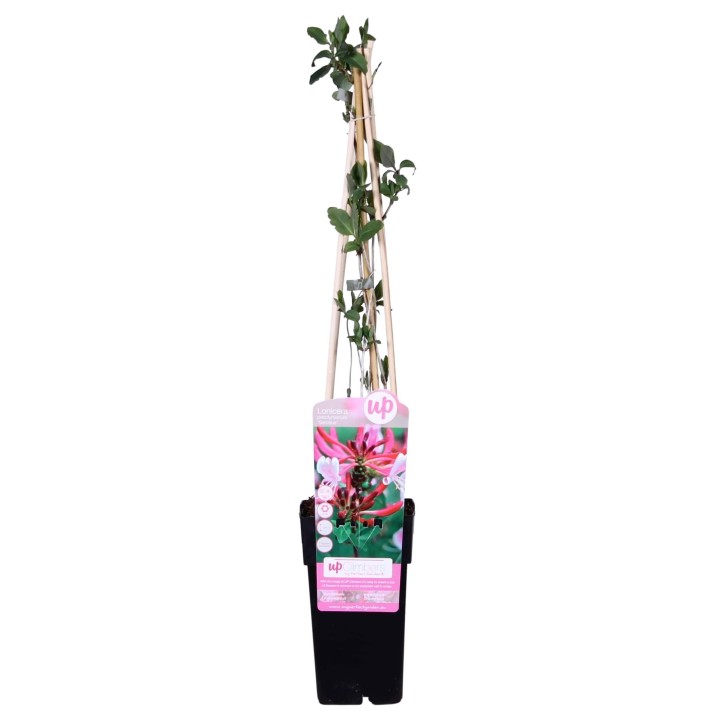 Lonicera Periclymenum 'Serotina' - Ø15Cm - ↕65Cm