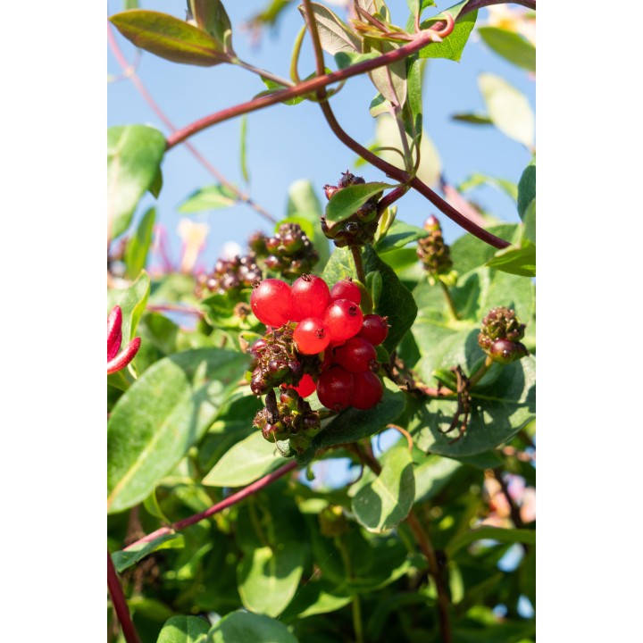Lonicera Periclymenum 'Serotina' - Ø15Cm - ↕65Cm