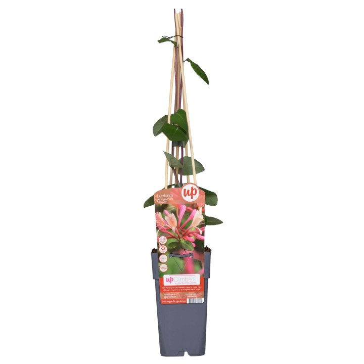 Lonicera Periclymenum 'Belgica' - Ø15Cm - ↕65Cm