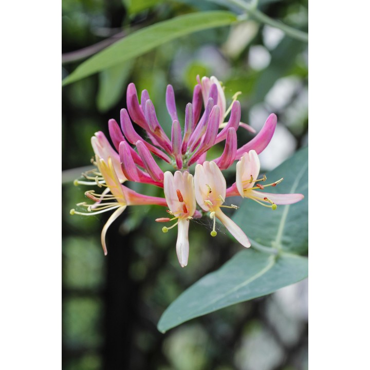 Lonicera Periclymenum 'Belgica' - Ø15Cm - ↕65Cm