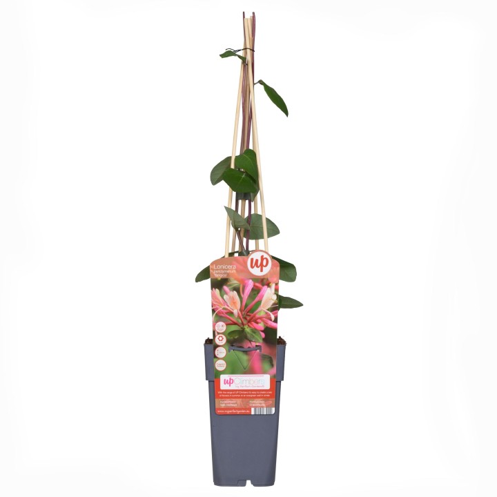 Lonicera Periclymenum 'Belgica' - Ø15Cm - ↕65Cm