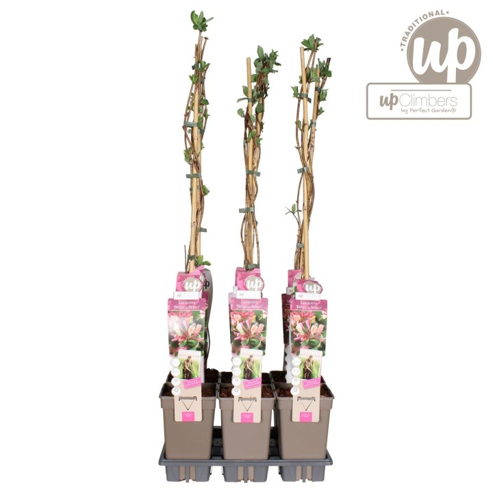Lonicera Periclymenum 'Belgica' - Ø15Cm - ↕65Cm