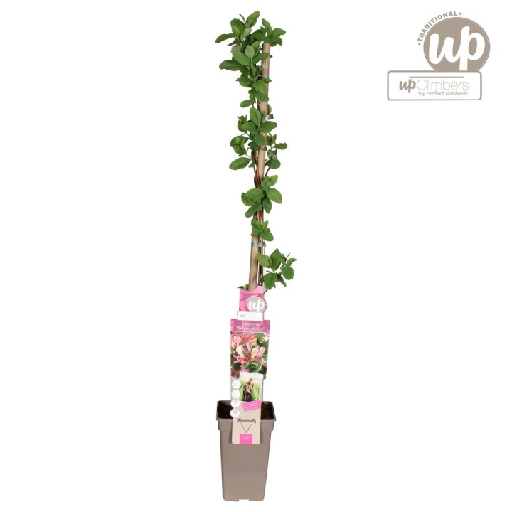 Lonicera Periclymenum 'Belgica' - Ø15Cm - ↕65Cm