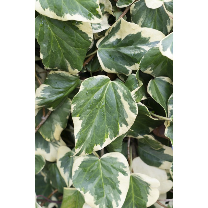 Hedera Colchica 'Dentata Variegata' - Ø15Cm - ↕65Cm