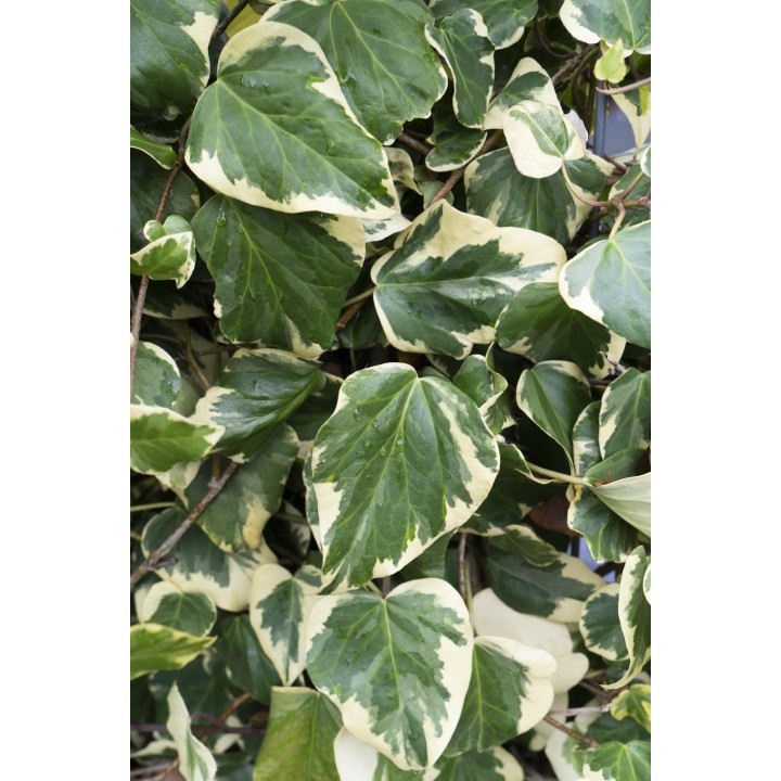 Hedera Colchica 'Dentata Variegata' - Ø15Cm - ↕65Cm