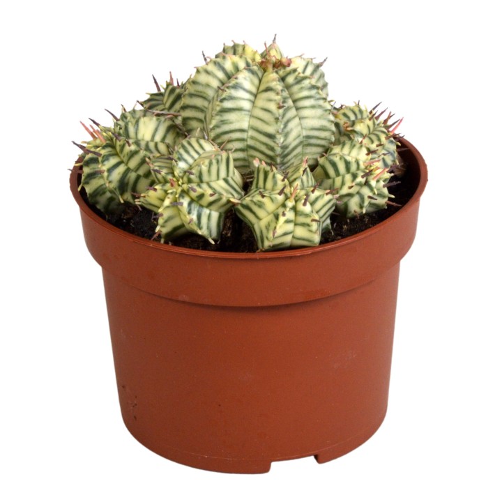 Euphorbia Meloformis Variegata