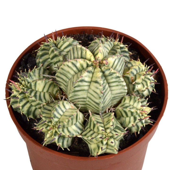 Euphorbia Meloformis Variegata