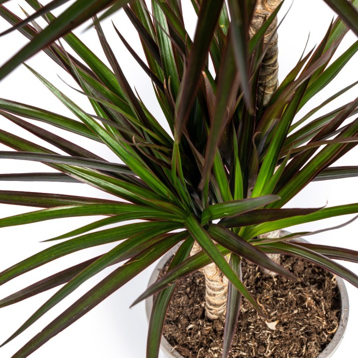 Dracaena Marginata Magenta Ø19Cm - ↕70-90Cm