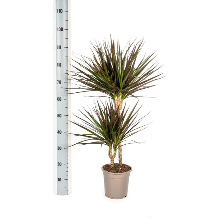 Dracaena Marginata Magenta Ø19Cm - ↕70-90Cm